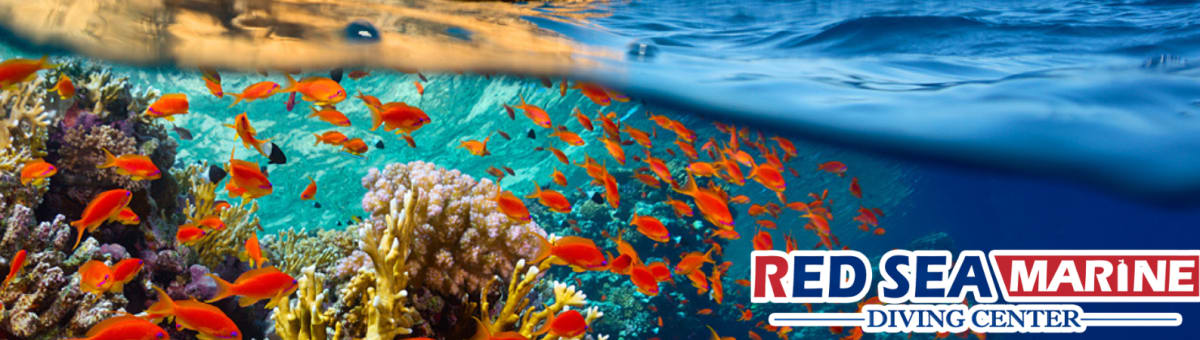 Red Sea Marine Diving Center cover