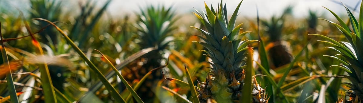 Maui Pineapple Tours cover