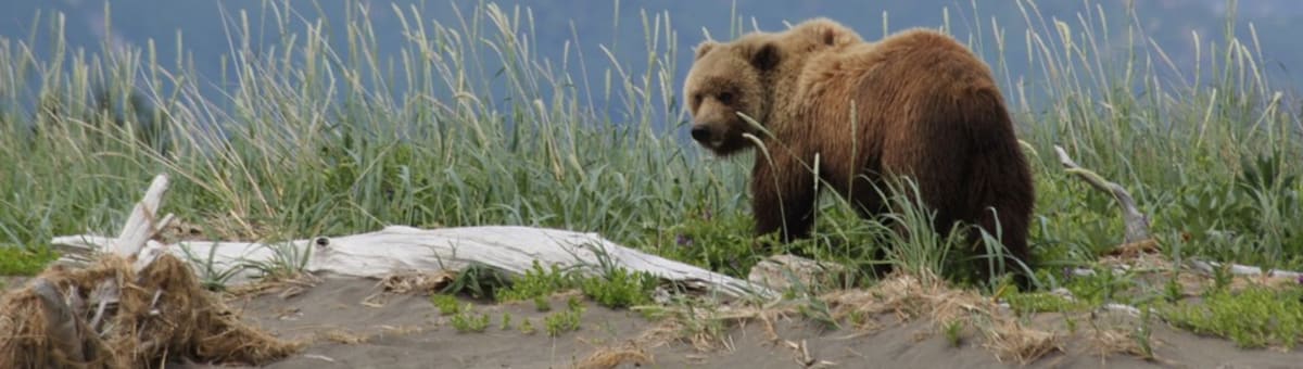 Bear Viewing in Alaska cover