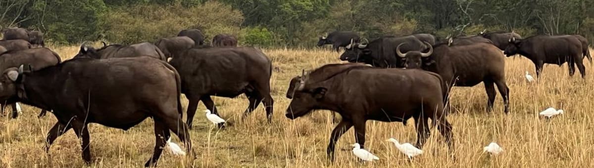 Lacavios Africa cover