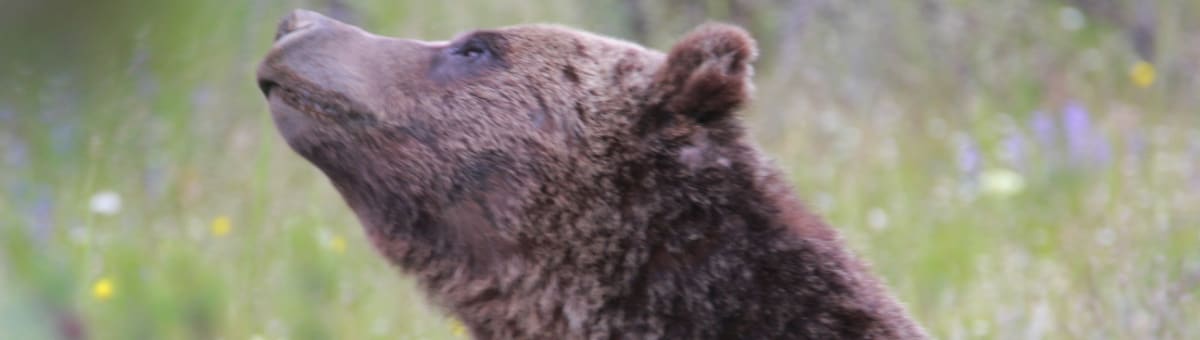 Yellowstone Tours From Jackson Hole - Yellowstone Safari Tours cover