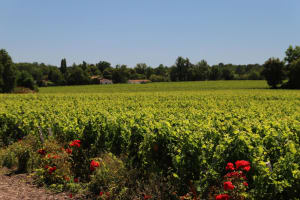 Rows of vines in the Graves appellation stretching toward a classic Bordeaux château in golden afternoon light