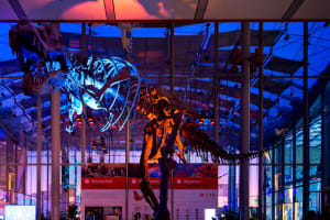 NightLife at California Academy of Sciences 4