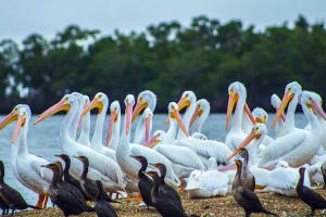 Small Group Motorboat Eco Tour of the Everglades 4