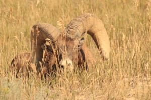 Badlands National Park Adventure 4