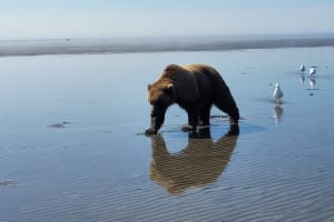 Alaska Bear Viewing Experience from Kenai, Alaska 3