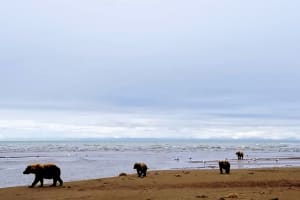 Bears & Beaches Backpacking Adventure from Kenai, Alaska 4