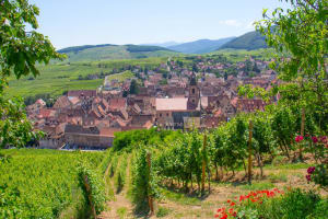 Alsace Grands Crus Wine Tour from Strasbourg (Private) 3