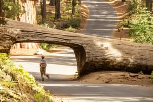 SEMI-PRIVATE SEQUOIA FULL DAY TOUR 4