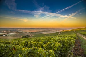 Champagne Day Tour From Reims : Veuve Clicquot (shared) 4
