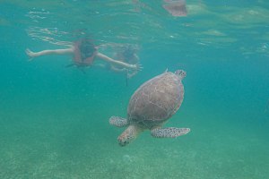 Aquatic Turtle Dream with Private Underground River 3