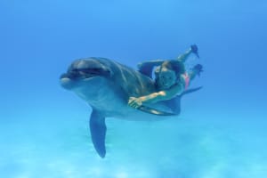 Dolphin Premium Swim 3