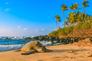 Oahu Ultimate Circle Island Tour 3