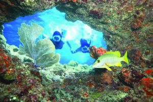 Double-Dip: Two Stop Snorkel Adventure in Key West 4