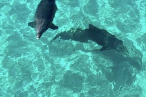 Private Destin Sunset and Dolphin Cruise 3