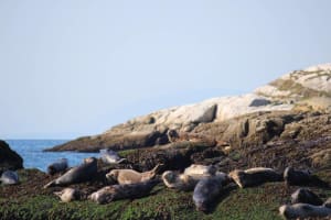 Vancouver City and Seals Tour 3