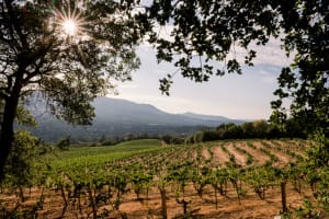 Hanzell Heritage Tour and Tasting 4