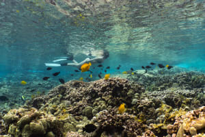 Captain Cook Kona Snorkeling Tour in Kealakekua Bay 4