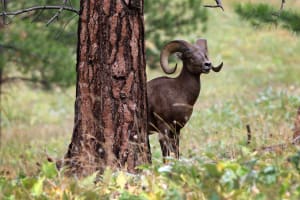 Guided Kayak Tour to Wild Horse Island 4
