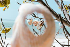 Dolphin Watching & Shelling Adventure In St. Petersburg 3