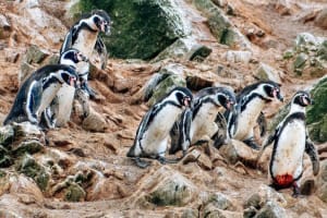 1 Day Tour from Lima (Paracas + Huacachina Oasis) 4