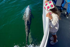 Destin Daytime Dolphin Cruise 4