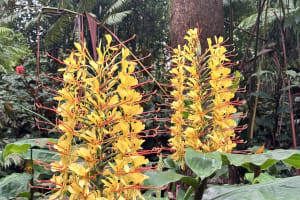 Kona Cloud Forest Sanctuary Montane Jungle Tour (2.5 hrs) 4