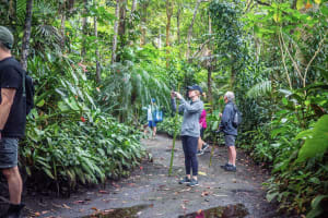 Kona Cloud Forest Pantropical Tour – Hawaii Eco Walk 4