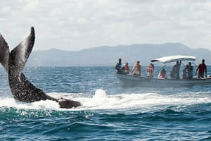 From Punta Cana: Samana Cayo Levantado Whales 4