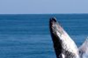 From Punta Canta: Whale Watching Cruise with Cayo Levantado 3