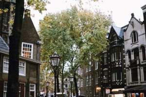Traditional dark-roofed buildings beneath a courtyard tree
