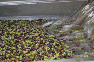 Olive-harvest day trip in Chania 3
