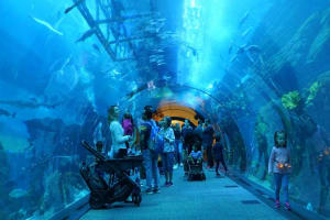 Dubai Mall Aquarium & Underwater Zoo 4