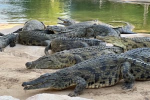 Dubai Crocodile Park 3
