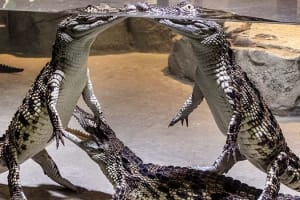 Dubai Crocodile Park 4