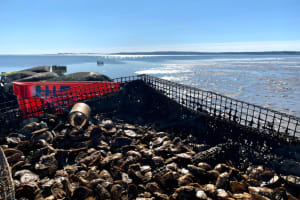 Bump 'N Brine Oyster Farm Tour 4