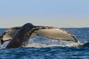 Whale Watching Cruise with Breakfast or BBQ Lunch 3