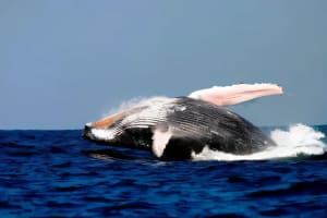 Whale Watching Cruise with Breakfast or BBQ Lunch 4