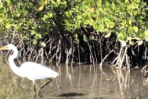 Noosa Hidden Waterways & Wildlife Kayak Tour (Self-guided) 4