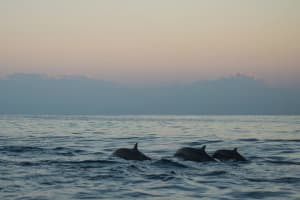 Savannah to Tybee Island with Dolphin Cruise 4