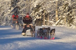 Dog Sledding and Mushing Experience in North Pole 3