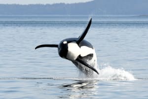 Serengeti Extended Whale Watching Day Tour 3