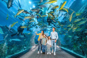 Combo: Dubai Aquarium and Aquaventure Waterpark 4