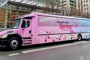 Cherry Blossoms Galore Tour 3