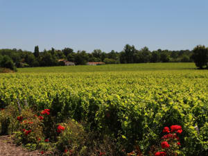 Rows of vines in the Graves appellation stretching toward a classic Bordeaux château in golden afternoon light