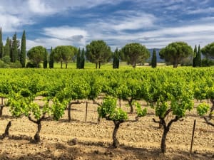 Saint-Tropez Cruise Excursion to Provence Wine Region - image 3