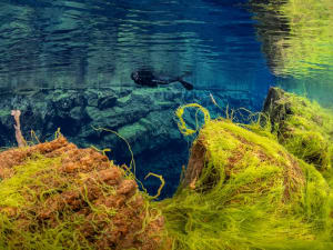 Silfra Snorkeling - Meet On Location - image 3