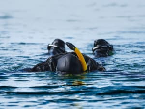 Silfra Snorkeling - From Reykjavik - image 3