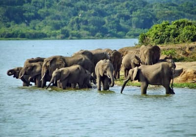 5 Days Fly-in Safari: Gorillas & Golden Plains 2