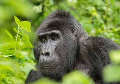 9 Days Fly-in Safari: Best of Western Uganda 2